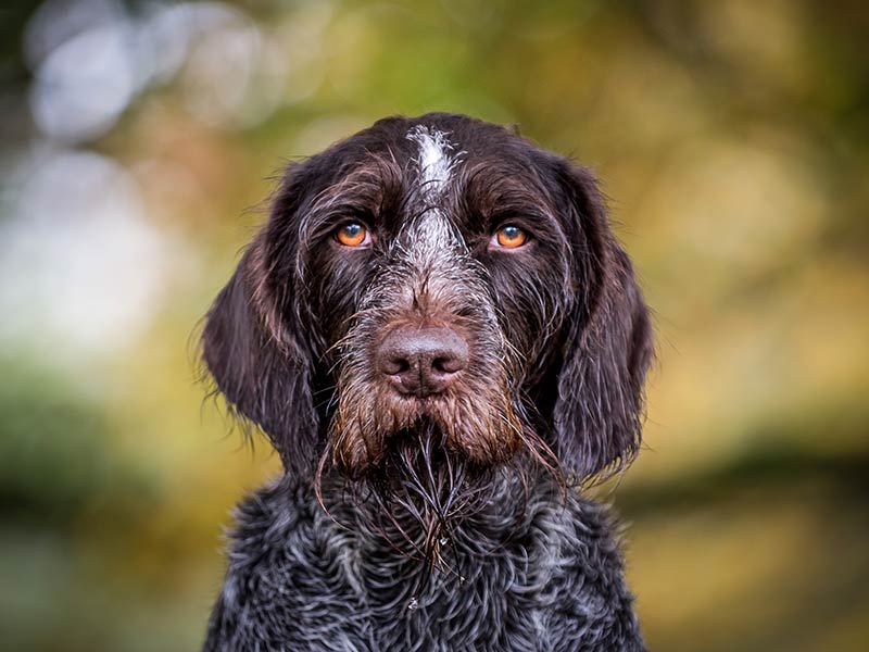 dog-photography-13