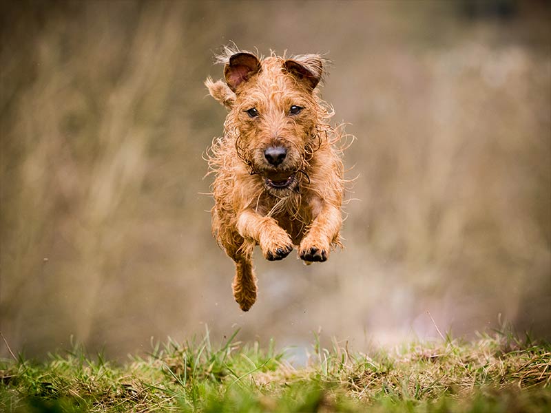 dog-portraits-2