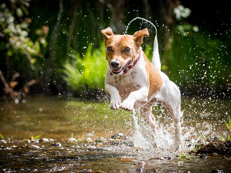 dog-portraits-3